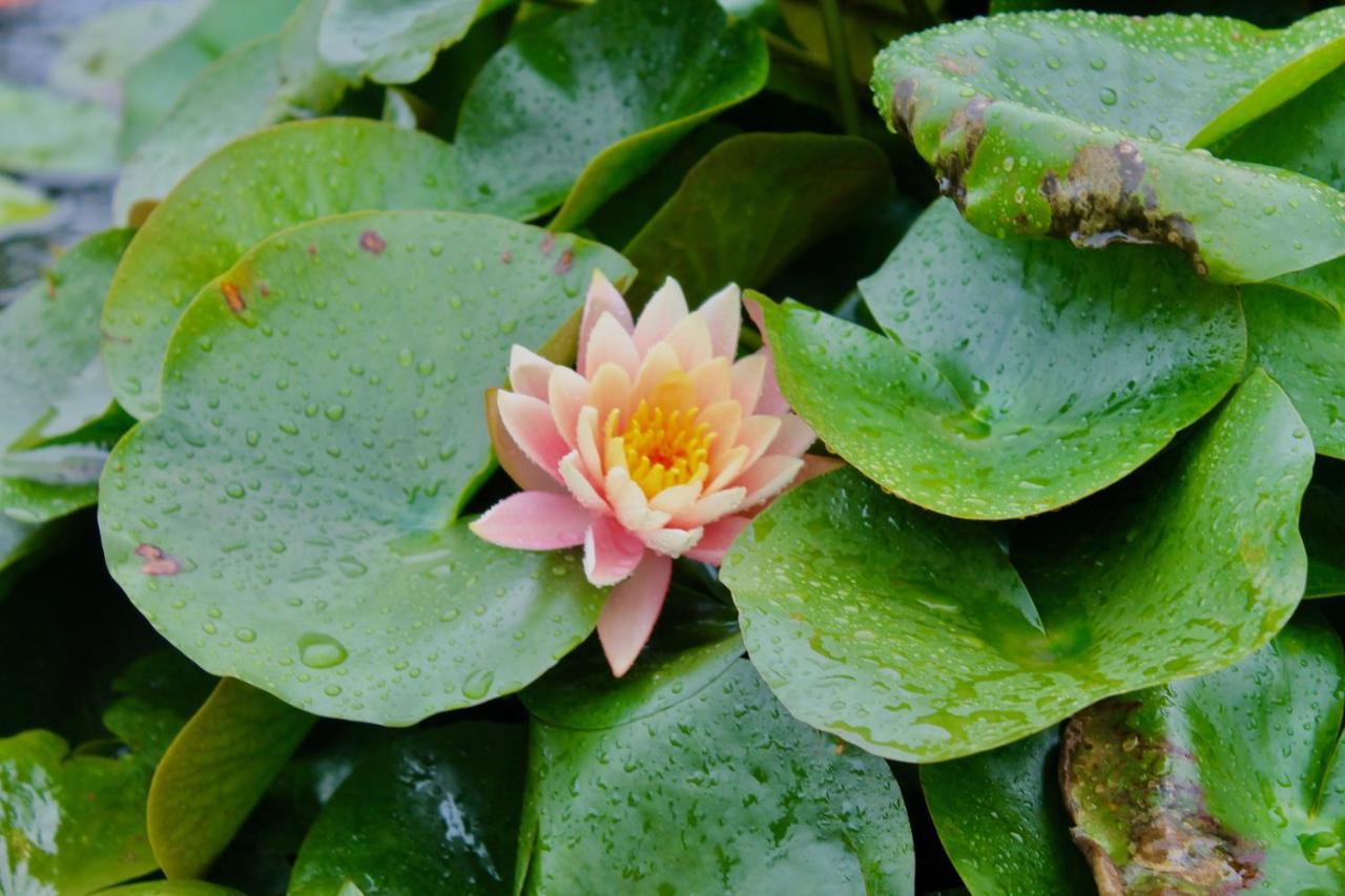 Lotus Farms Resort, Mahableshwar Mahābaleshwar Zewnętrze zdjęcie